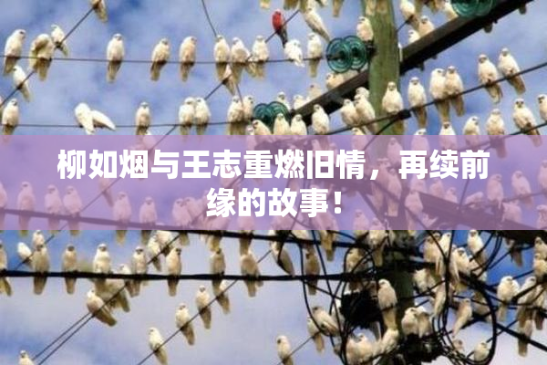 柳如烟与王志重燃旧情，再续前缘的故事！