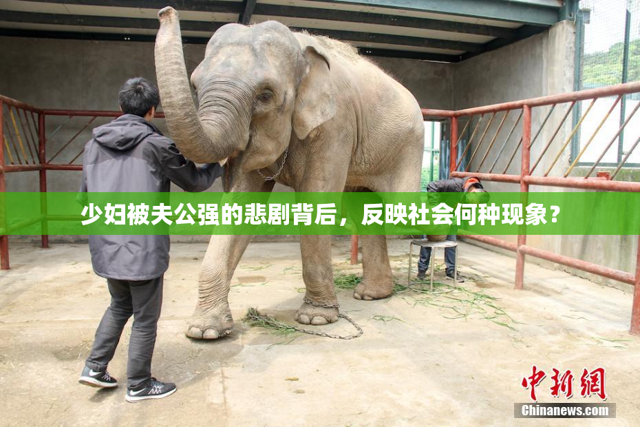少妇被夫公强的悲剧背后，反映社会何种现象？
