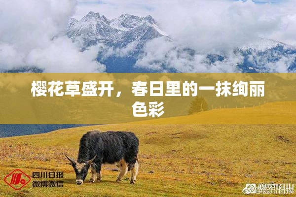 樱花草盛开，春日里的一抹绚丽色彩