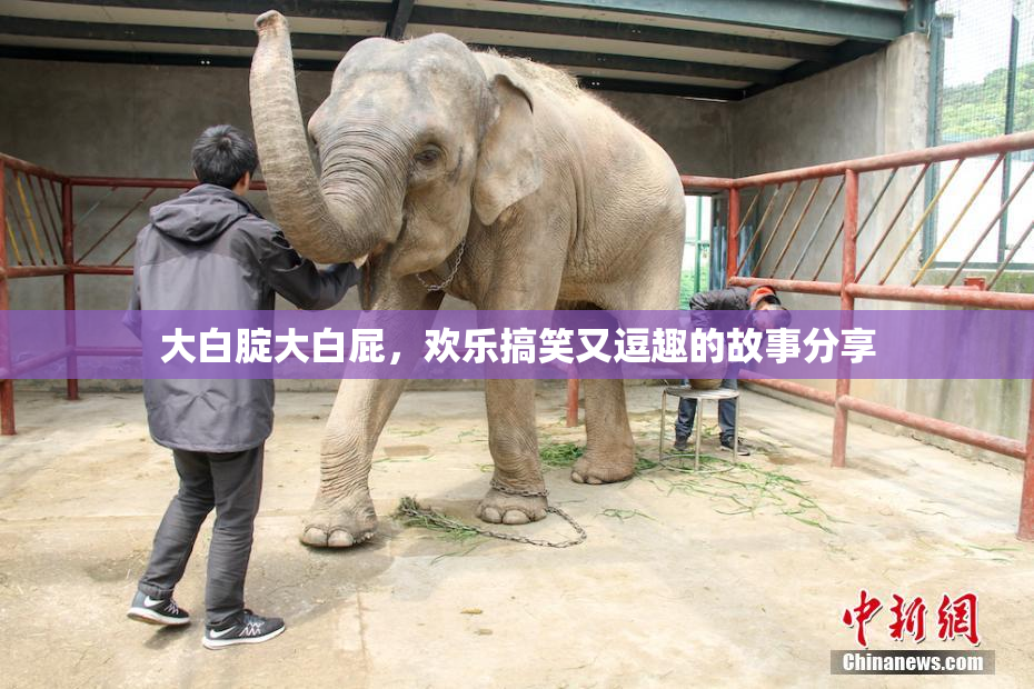 大白腚大白屁，欢乐搞笑又逗趣的故事分享