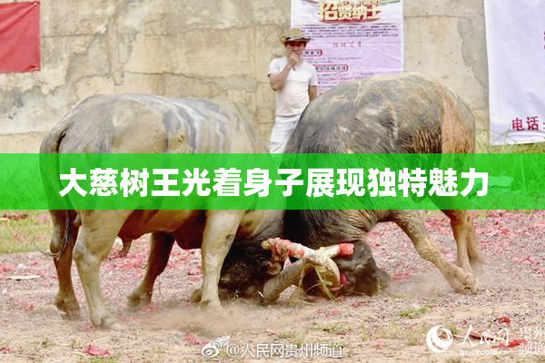 大慈树王光着身子展现独特魅力