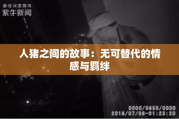 人猪之间的故事：无可替代的情感与羁绊