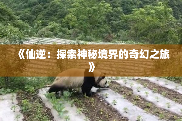 《仙逆：探索神秘境界的奇幻之旅》