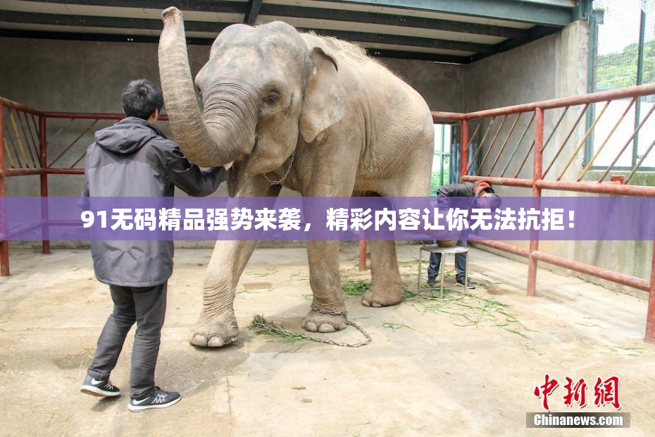 91无码精品强势来袭，精彩内容让你无法抗拒！
