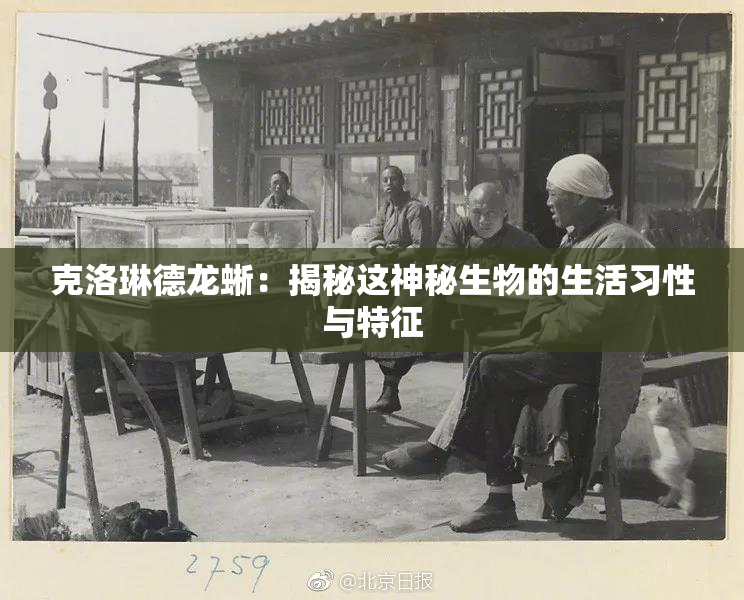 克洛琳德龙蜥：揭秘这神秘生物的生活习性与特征