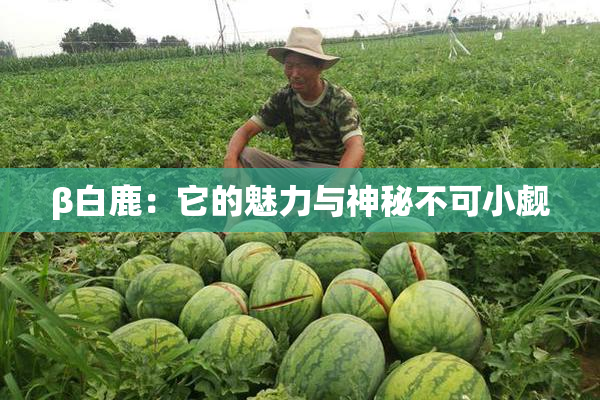 β白鹿：它的魅力与神秘不可小觑
