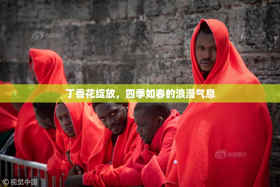 丁香花绽放，四季如春的浪漫气息