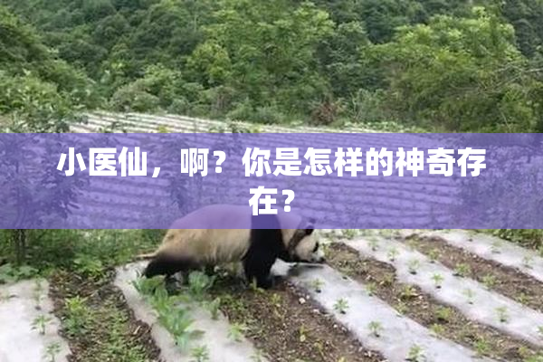 小医仙，啊？你是怎样的神奇存在？