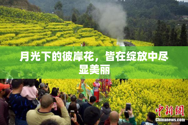 月光下的彼岸花，皆在绽放中尽显美丽