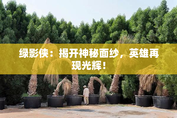 绿影侠：揭开神秘面纱，英雄再现光辉！