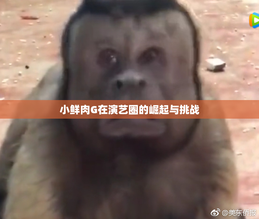 小鲜肉G在演艺圈的崛起与挑战