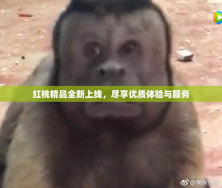 红桃精品全新上线，尽享优质体验与服务