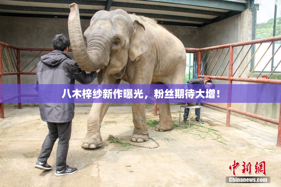 八木梓纱新作曝光，粉丝期待大增！