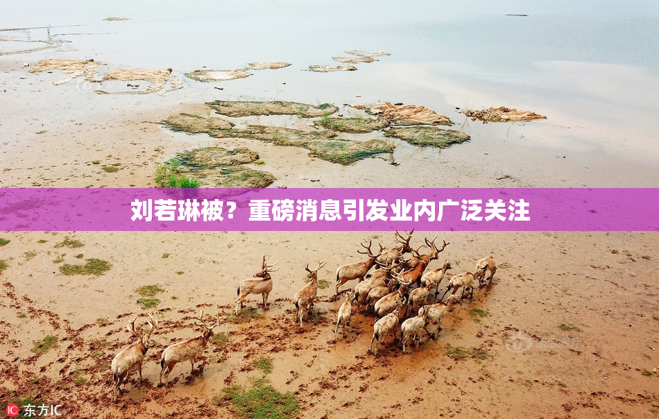刘若琳被？重磅消息引发业内广泛关注