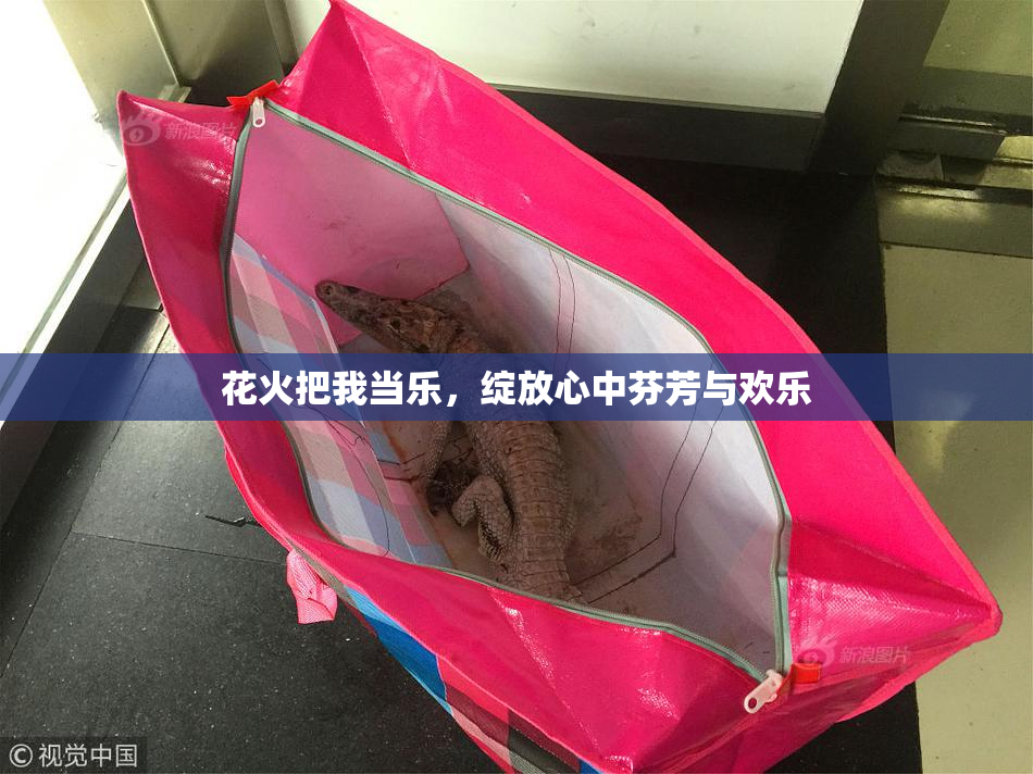 花火把我当乐，绽放心中芬芳与欢乐