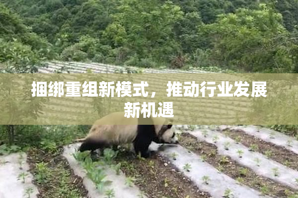 捆绑重组新模式，推动行业发展新机遇