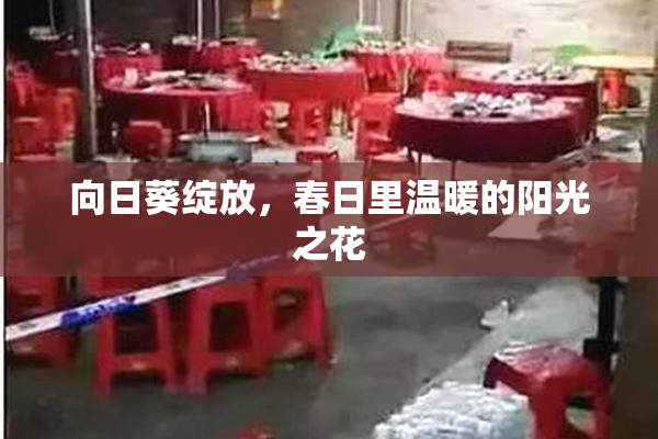 向日葵绽放，春日里温暖的阳光之花