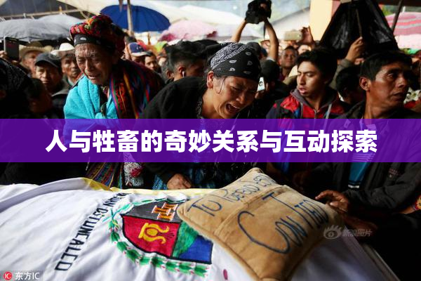 人与牲畜的奇妙关系与互动探索
