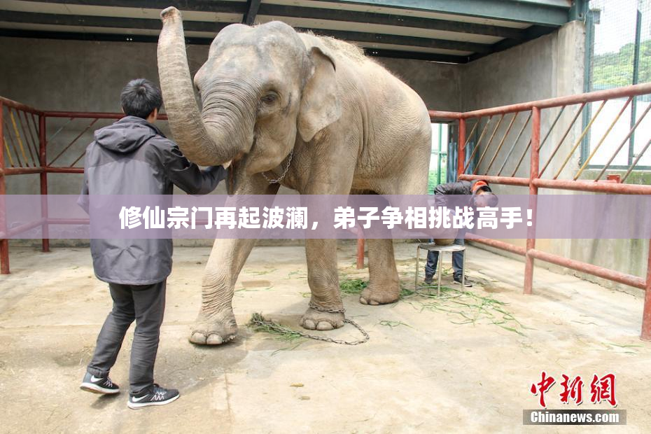 修仙宗门再起波澜，弟子争相挑战高手！