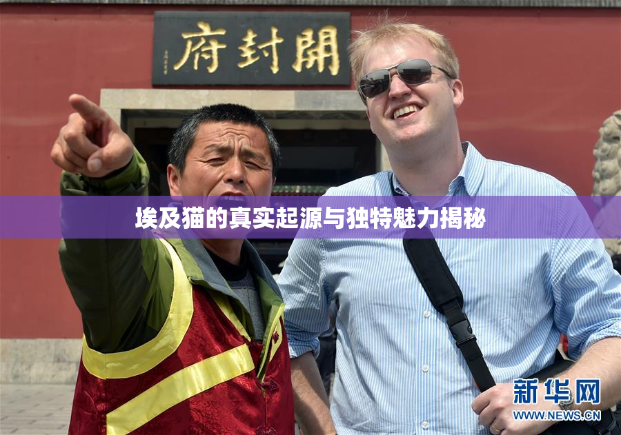 埃及猫的真实起源与独特魅力揭秘