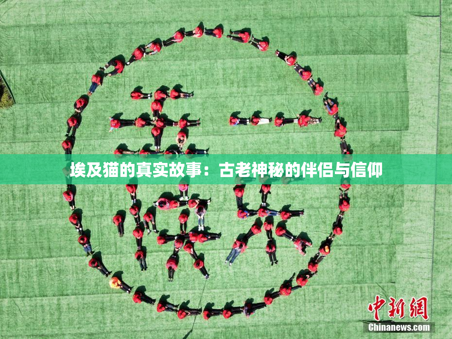 埃及猫的真实故事：古老神秘的伴侣与信仰