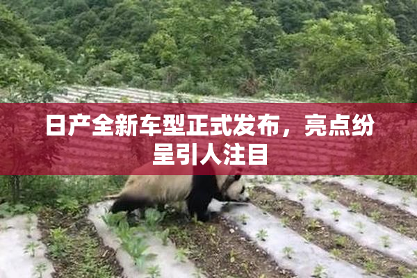 日产全新车型正式发布，亮点纷呈引人注目