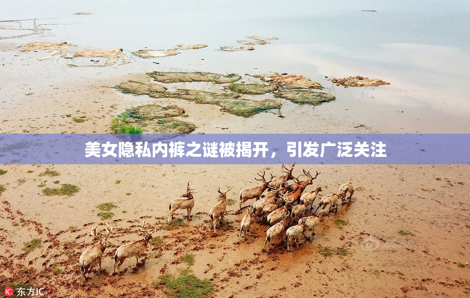 美女隐私内裤之谜被揭开，引发广泛关注