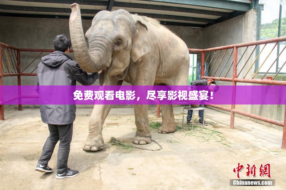 免费观看电影，尽享影视盛宴！
