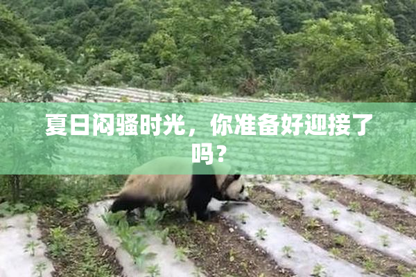 夏日闷骚时光，你准备好迎接了吗？