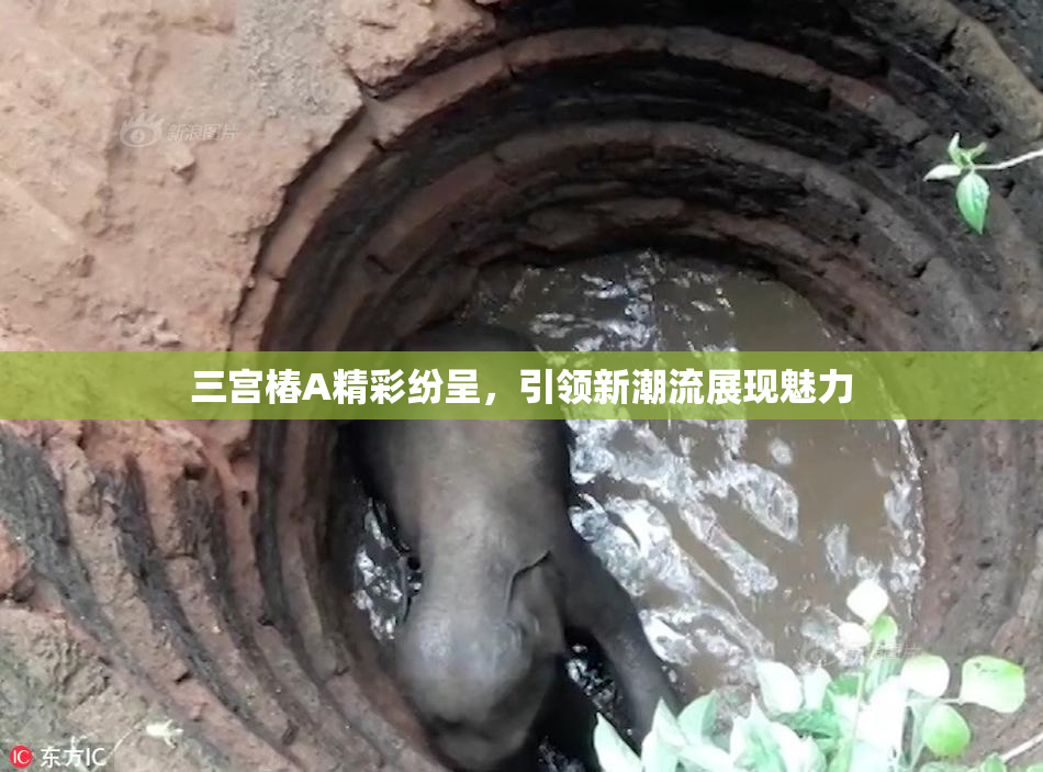 三宫椿A精彩纷呈，引领新潮流展现魅力