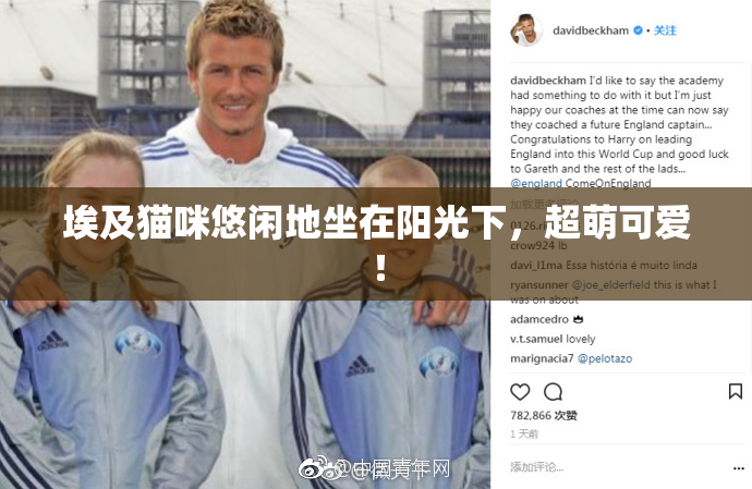 埃及猫咪悠闲地坐在阳光下，超萌可爱！