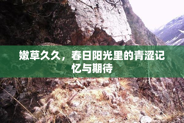 嫩草久久，春日阳光里的青涩记忆与期待