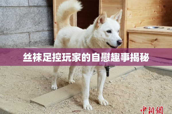 丝袜足控玩家的自慰趣事揭秘