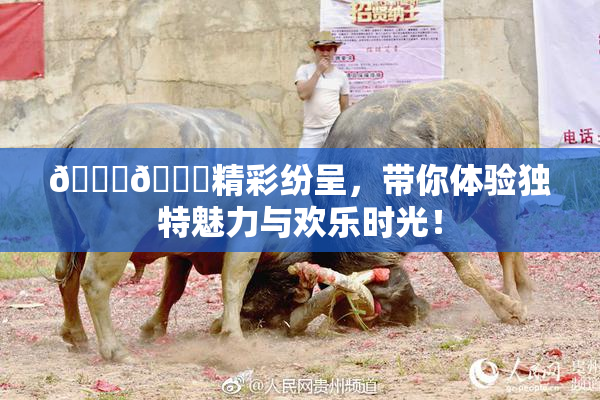 🐔🐔精彩纷呈，带你体验独特魅力与欢乐时光！