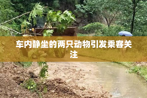 车内静坐的两只动物引发乘客关注