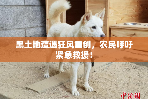黑土地遭遇狂风重创，农民呼吁紧急救援！