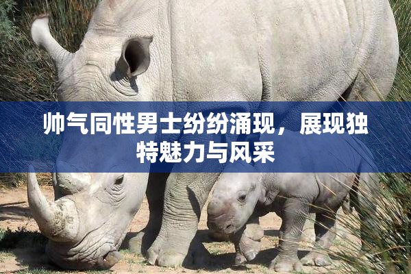 帅气同性男士纷纷涌现，展现独特魅力与风采