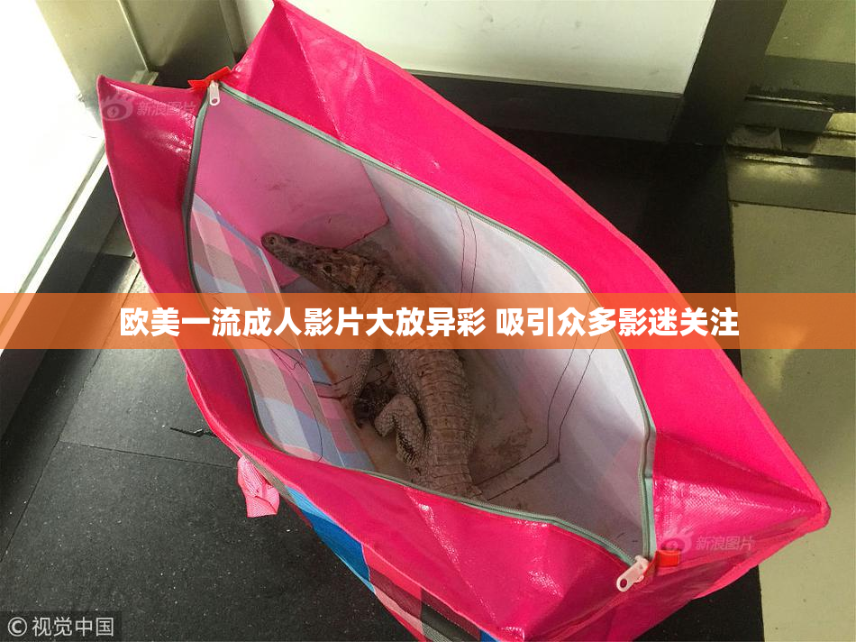 欧美一流成人影片大放异彩 吸引众多影迷关注