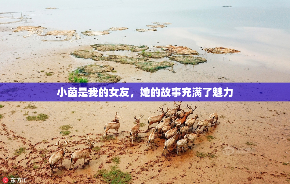 小茵是我的女友，她的故事充满了魅力
