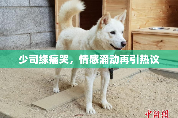 少司缘痛哭，情感涌动再引热议