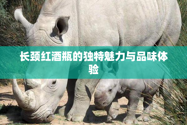 长颈红酒瓶的独特魅力与品味体验