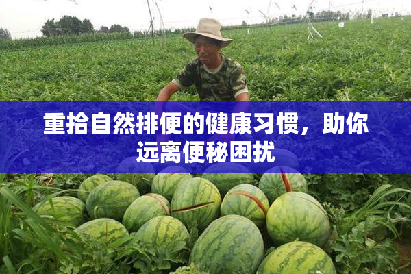 重拾自然排便的健康习惯，助你远离便秘困扰