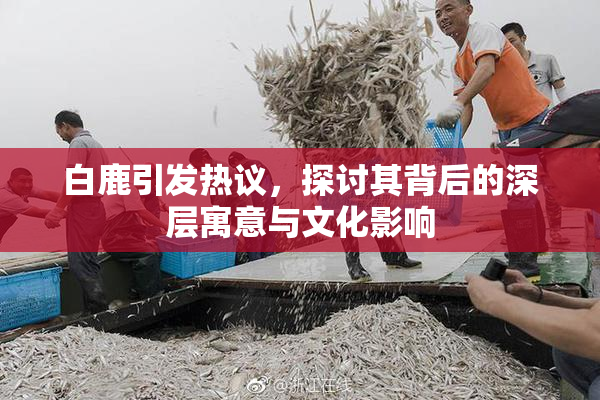 白鹿引发热议，探讨其背后的深层寓意与文化影响