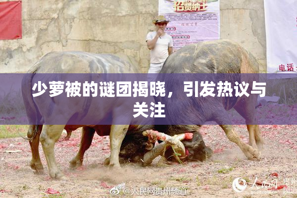 少萝被的谜团揭晓，引发热议与关注