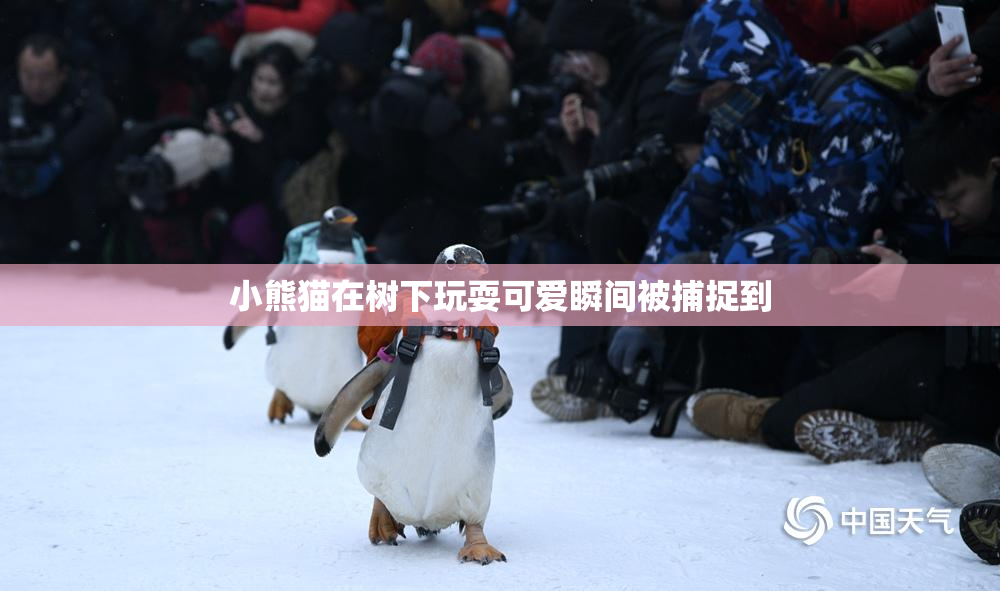 小熊猫在树下玩耍可爱瞬间被捕捉到