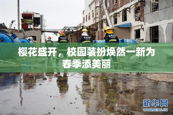 樱花盛开，校园装扮焕然一新为春季添美丽