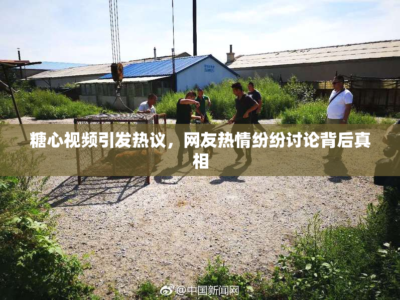 糖心视频引发热议，网友热情纷纷讨论背后真相