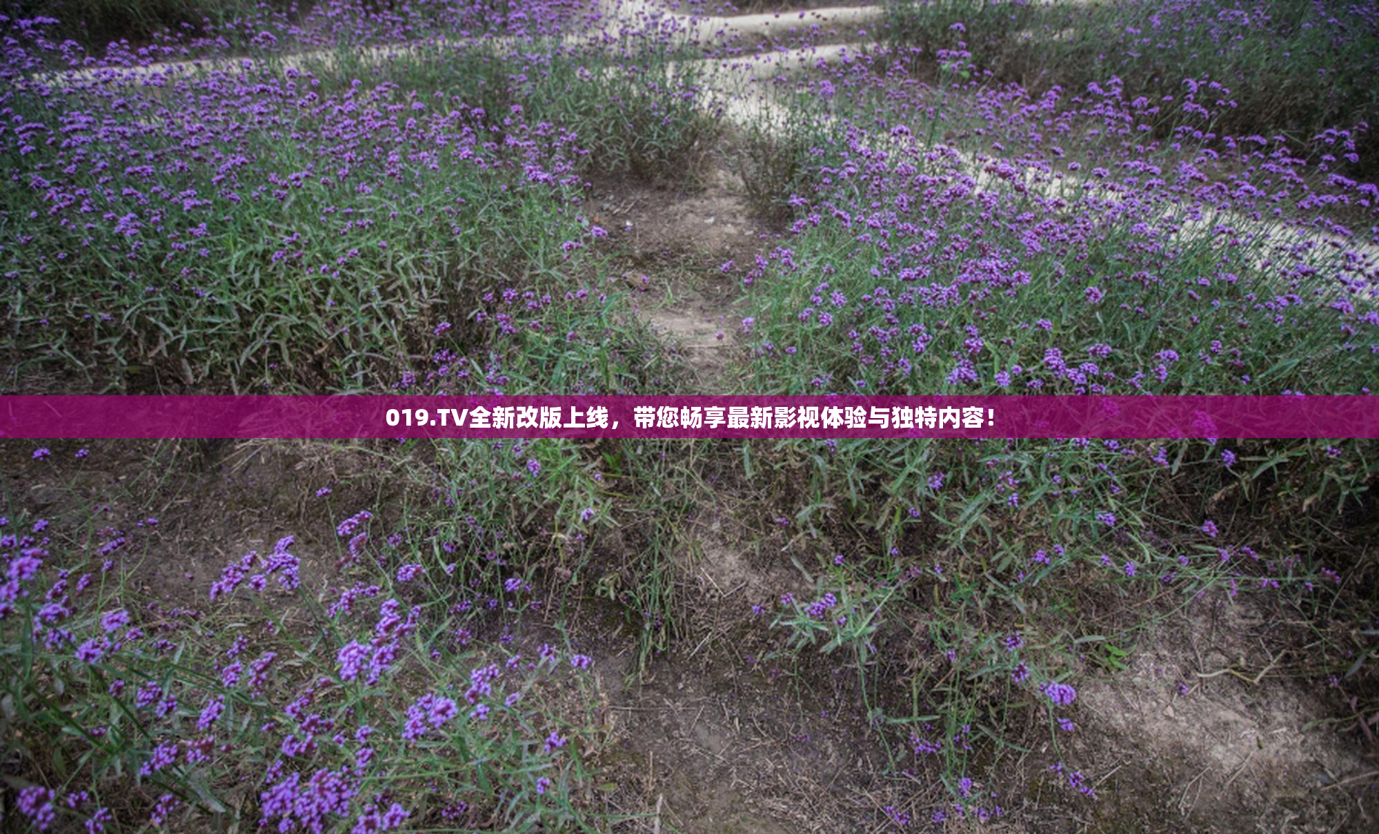019.TV全新改版上线，带您畅享最新影视体验与独特内容！