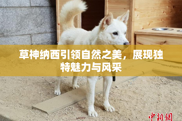 草神纳西引领自然之美，展现独特魅力与风采