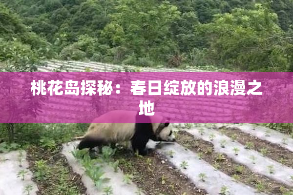 桃花岛探秘：春日绽放的浪漫之地